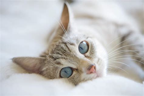 Pretty White Cat With Blue Eyes Laying On Couch. Photograph by Marcy Maloy