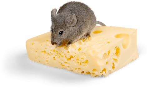 Mice Infestation Health Risks UK | Diamond Pest Control