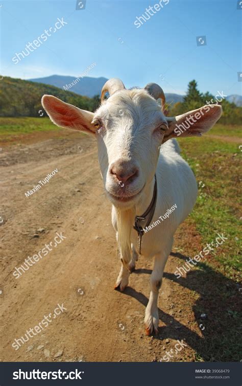 Funny Rural Goat On The Road Stock Photo 39068479 : Shutterstock