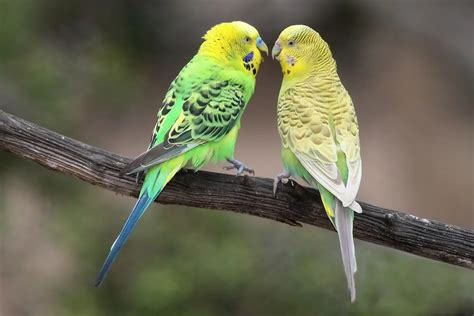 Budgie Names (1300+ Cute & Popular Male & Female Ideas)