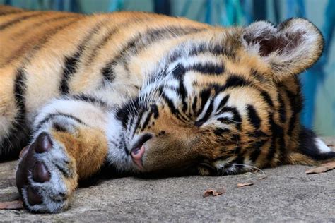 Sleeping cute baby tiger. Small tiger cub. Funny baby tiger slee ...