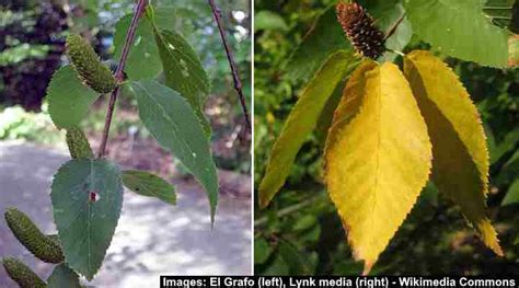 Types of Birch Tree Leaves — Identification Guide With Pictures