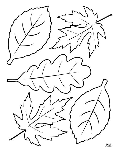 Leaf Outlines, Templates & Coloring Pages - 55 FREE Pages | Printabulls ...