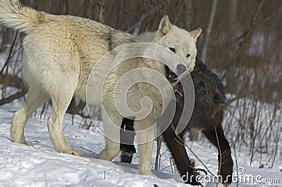 Wolf Pack Behavior Royalty Free Stock Image - Image: 12522566