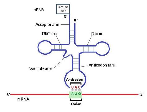 The tRNA anticodon 3-UAC-5 will pair with the mRNA codonA) 5-AUU-3B) 5 ...