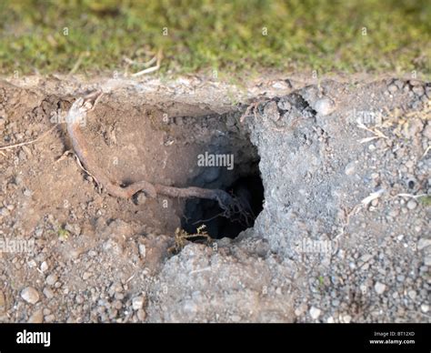 Common Vole nest access hole Stock Photo - Alamy