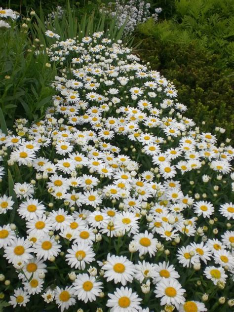 Daisy Flower Garden - DIY