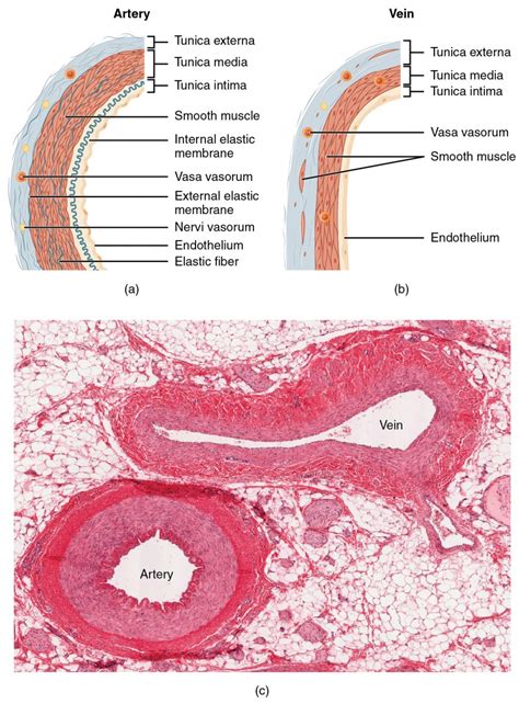 ARTERY VEIN - JapaneseClass.jp