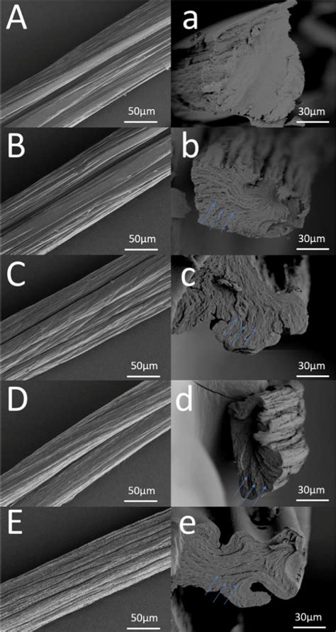 SEM images of Alginate fibers A, a, CNC/Alginate fibers B, b ...