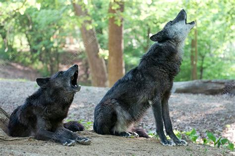 Gray wolves howling - Stock Image - C013/7528 - Science Photo Library