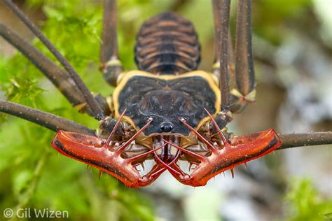 Good times to celebrate the diversity of Amblypygi - Gil Wizen