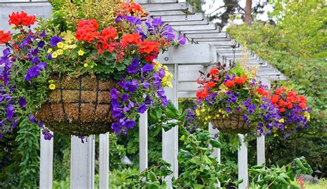 Choosing the Best Flowers for Hanging Baskets | Gilmour