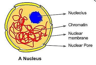 Nucleus - Structure And Functions | A-Level Biology Revision Notes