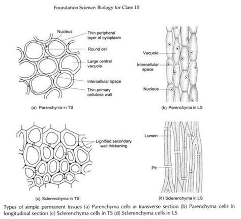 Wiring And Diagram: Diagram Of Xylem Parenchyma