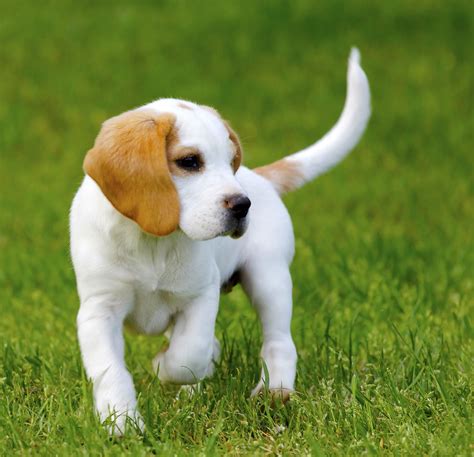 25 Fascinating Lemon Beagle Facts | Lemon beagle, Lemon beagle puppy ...