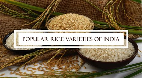 Popular Rice Varieties of India – Singarajan