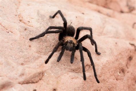 Wild Aware Utah | Arachnids (Spiders, Scorpions)