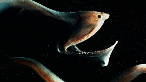 The "Gulper Eel" is one of the strangest-looking creatures in the deep sea.