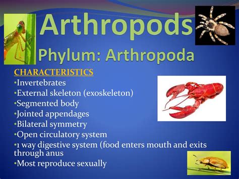 PPT - Arthropods Phylum: Arthropoda PowerPoint Presentation, free ...