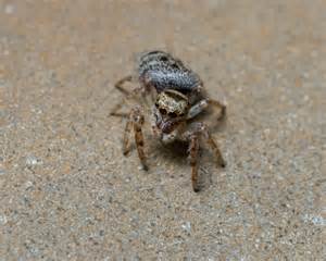 Salticidae - BugGuide.Net