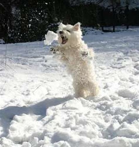 Ten Pictures of Dogs Playing in the Snow Having Loads of Fun