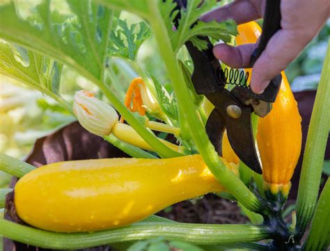 Harvesting Zucchini: How to go About the Process