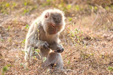 Tackling Wildlife Trafficking in Laos | Laos Wildlife Sanctuary