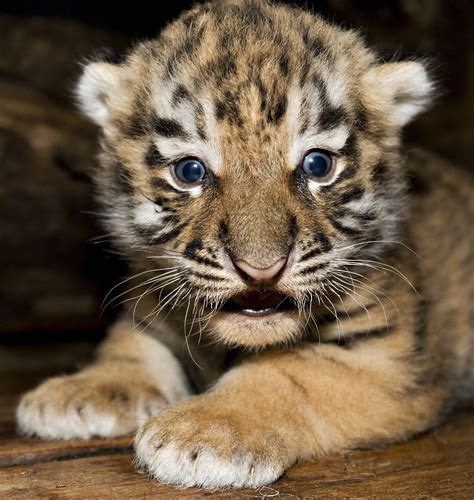 Baby Siberian Tiger, one of the world's most endangered species ...