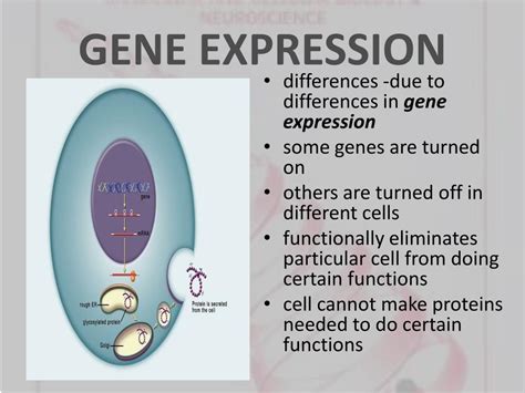 PPT - REGULATION of GENE EXPRESSION PowerPoint Presentation, free ...