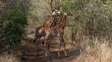 33 Wildlife Photos of Swaziland - David's Been Here