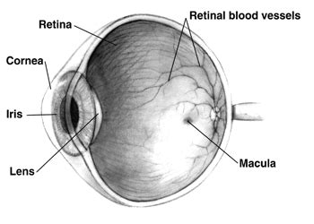 retina - Wiktionary, the free dictionary