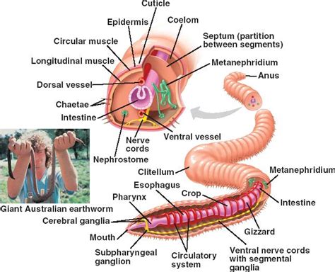 Earthworm Dissection Lab Answers | SchoolWorkHelper