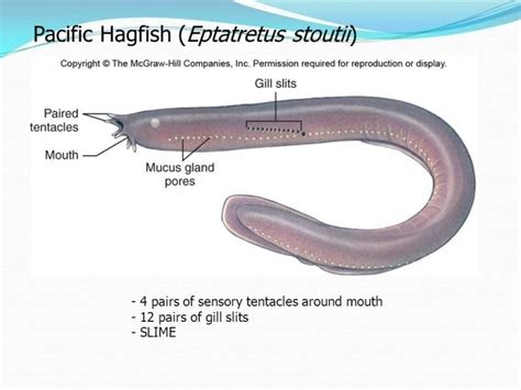 Pacific Hagfishes ~ MarineBio Conservation Society