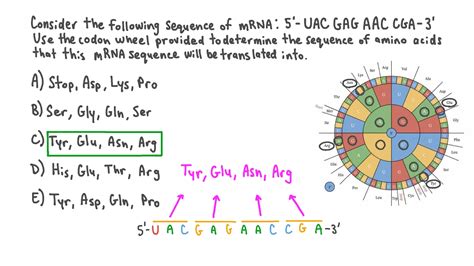 Amino Acid Sequence Example