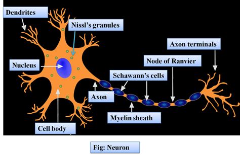 Draw A Labelled Diagram Of The Neuron And Describe Class 11 Biology ...