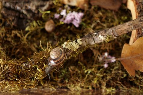 How to Make a Snail Habitat – Woodlark Blog – Woodlark