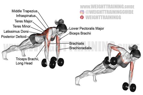 Dumbbell renegade row instructions and video | weighttraining.guide