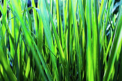 Green Grass Blades Closeup Photograph by Quiet Space Photo Studio LLC ...