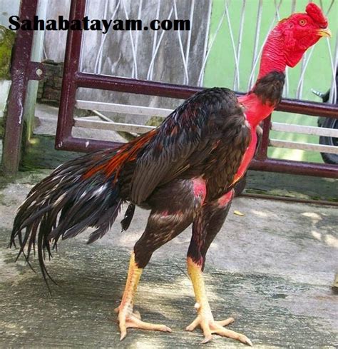 Jagoan dari Vietnam, Ayam Saigon • Toko Online Perlengkapan Ayam Laga ...