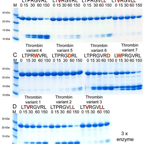 Amino acid summary of thrombin cleavage sequences. | Download Table