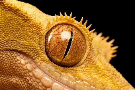 ...gecko soul... | Crested gecko, Eyes beautiful, Eyes