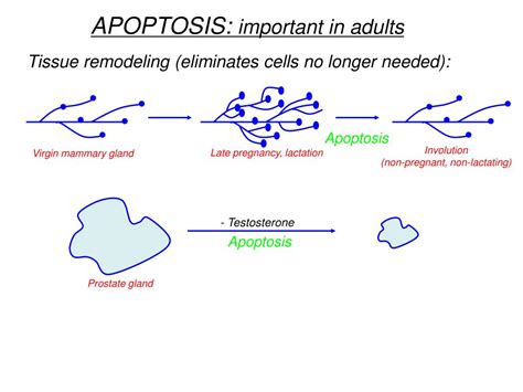 PPT - APOPTOSIS PowerPoint Presentation, free download - ID:223077