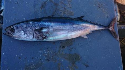 Slender Tuna (Allothunnus fallai) · iNaturalist