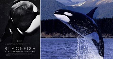 Watch Trailer For "BLACKFISH", The Orca Documentary That SeaWorld™ Does ...