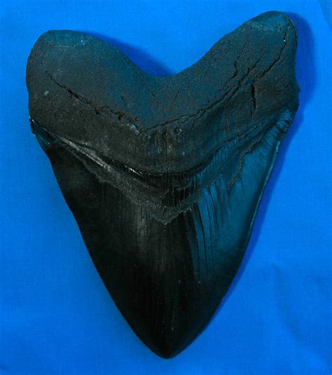 Louisville Fossils and Beyond: Megalodon Fossil Replica