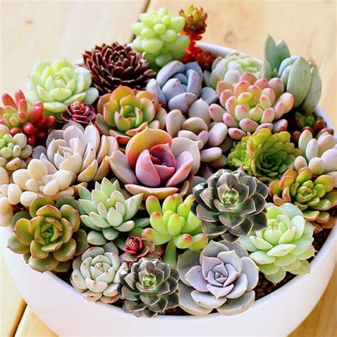 7-Pack Succulent Plants 2 Assorted Echeveria Rosettes | Etsy