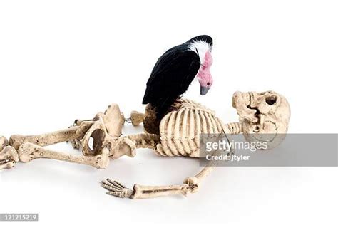 Skeleton Lying Down Photos and Premium High Res Pictures - Getty Images