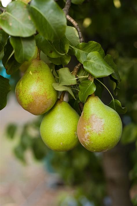 File:Pear on Tree 2.jpg - Wikipedia