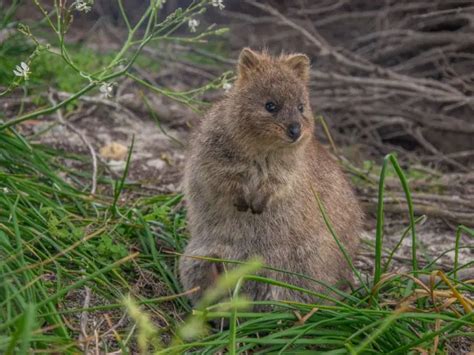 What Do Quokkas Eat: The Interesting Diet and Freaky Facts About ...