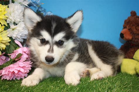 Huskimo Puppies For Sale - Long Island Puppies